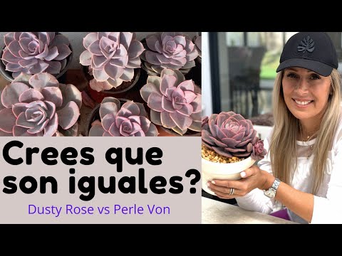 Vídeo: Rose La Perla: descripció de la varietat