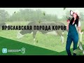 Ярославская порода коров