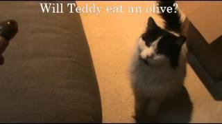 Do Cats Like to Eat Green Olives?