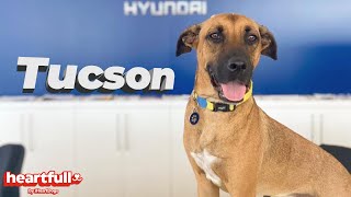 Meet Tucson! A Stray Dog that Became an Honorary Employee at Hyundai