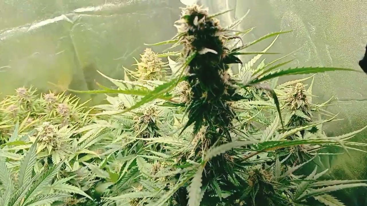 ‪@DutchPassionAmsterdam‬