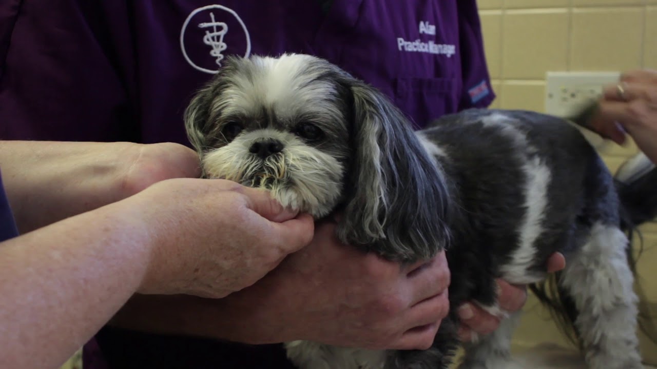 Animal Health Clinic - Short | Gurnee, IL