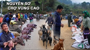 BÍ ẨN CHỢ CỐC LY – NƠI HỘI TỤ LỢN CẮP NÁCH, DÊ NÚI & THẢO DƯỢC QUÝ HIẾM!