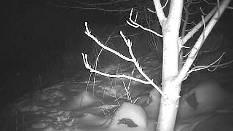 Badger Sniffing Camera