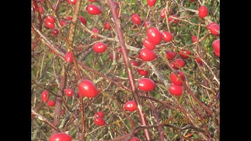 Exercise II for String Quartet 