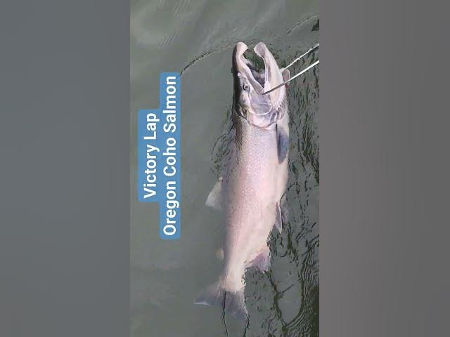 Victory Lap - Oregon Coho Salmon