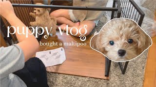 Bought a maltipoo puppy in Japan 🐶
