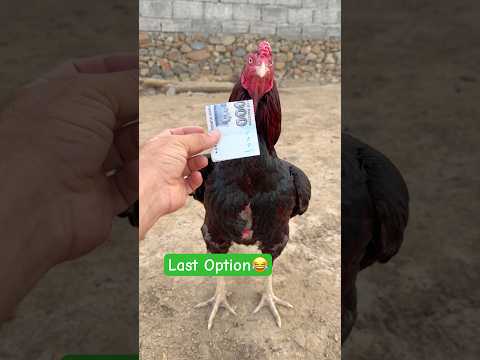 Last Option😂#rooster #viralvideo #funny #youtubeshorts