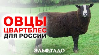 Цвартблес порода овец! Овцеводство с чего начать? Скот из Европы! Разведение баранов Цвартблес!