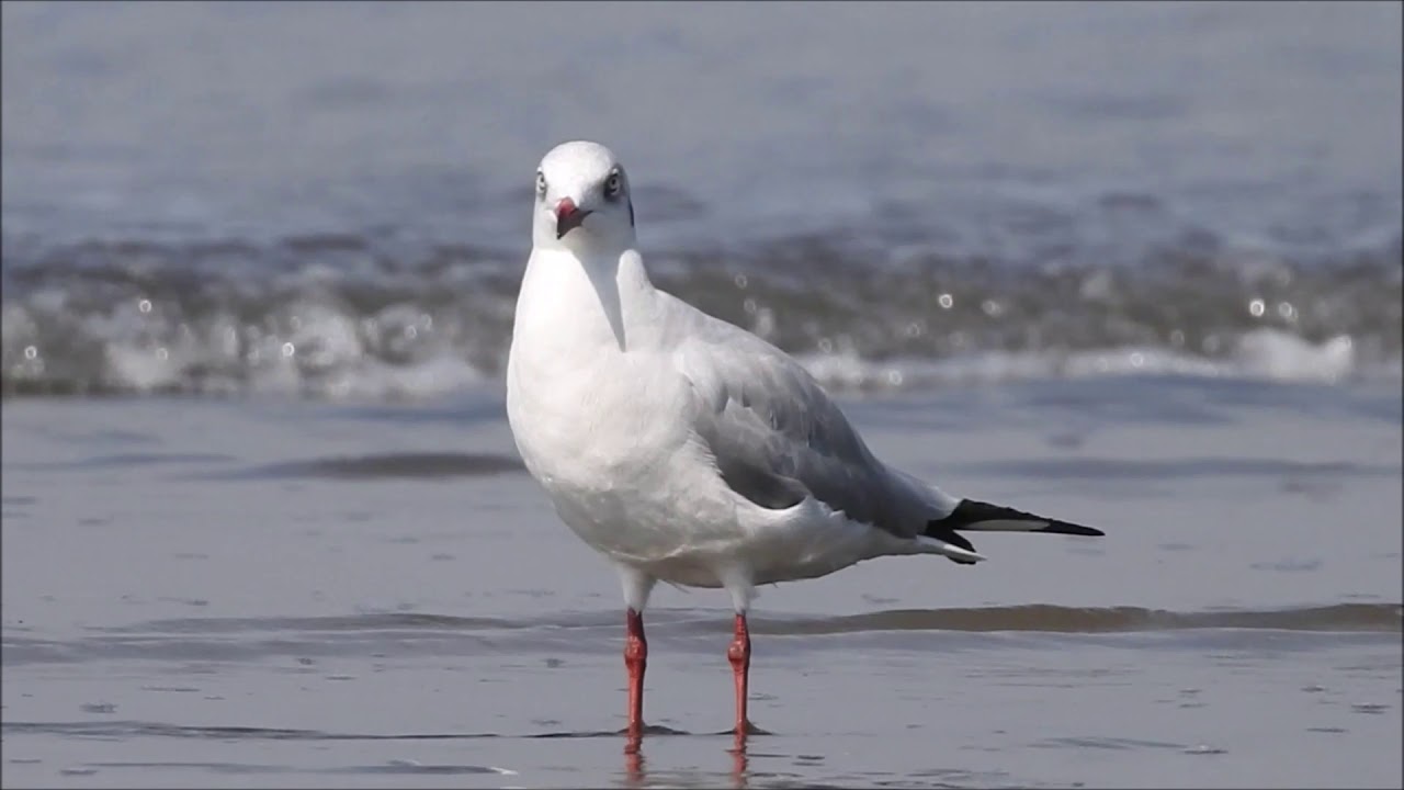 Brown headed Gull