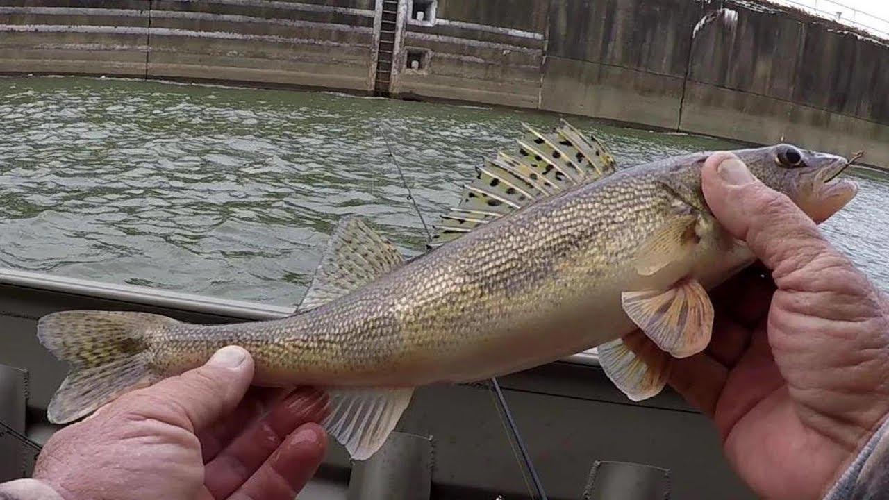 Sauger Fishing On The Tennessee River 