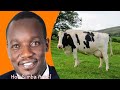 Kisii county  becomes  the leading  in cattle breeding