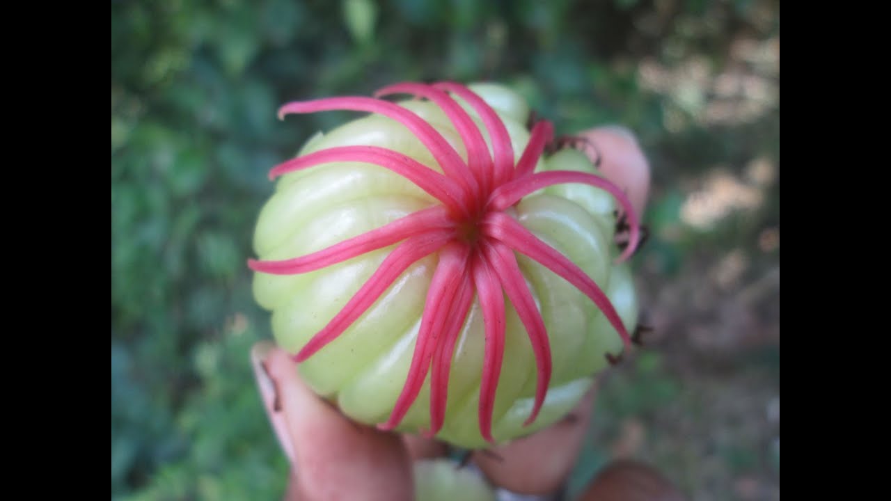 Katmon (Dillenia Philippinensis) YouTube