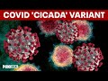 New COVID variant ‘Cicida’: What doctors say about symptoms, spread and risk