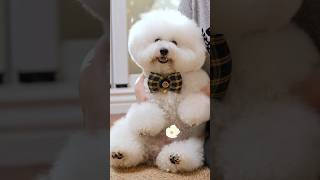 dog dances with mom | wop | bichon frise #sweetdoggo #funnydog #dog #比熊 #youtubeshorts #shorts