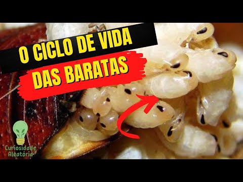 Vídeo: O peixe-gato de água salgada tem gosto bom?