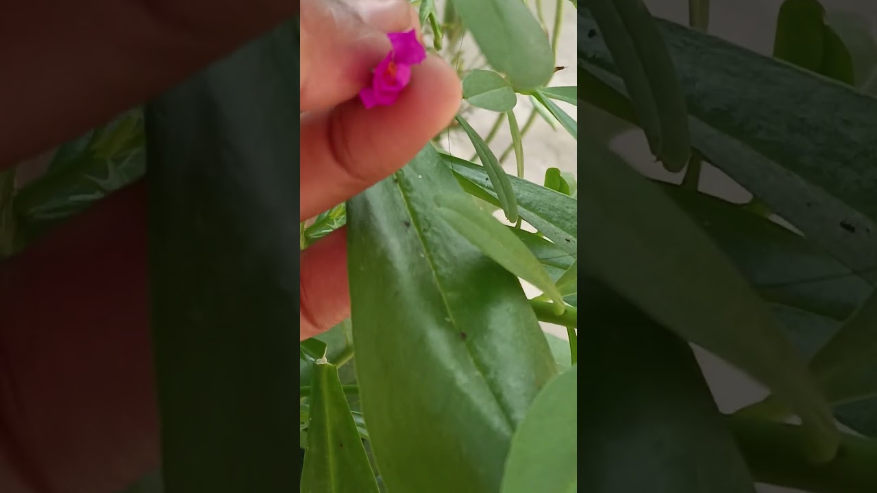 Ise hamare yeha pahadi palk bolte iska felover bahut acha lgata hai