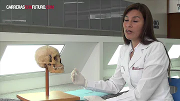 Quanto ganha um dentista forense?