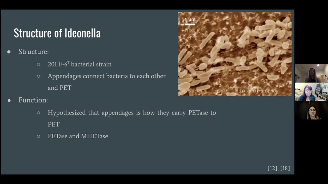Ideonella sakaiensis degradation of Polyethylene Terephthalate
