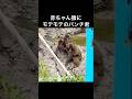 赤ちゃん猿にモテモテのパンチ君