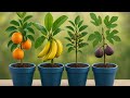 How to Start Growing Tomatoes & Cucumbers at Home | Easy Kitchen Garden for Beginners