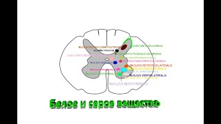 белое и серое вещество спинного мозга