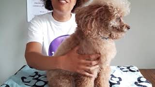 Massage pour chien dos et queue