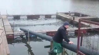 Приход рыбы в Савельево 07 10 2016