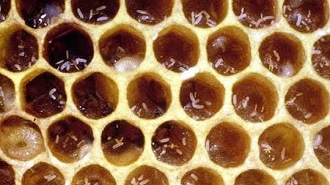 Recognizing And Dealing With A Laying Worker Hive