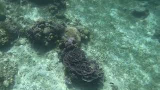 Snorkeling Adventures Philippines. Wow check out all the fish! The blue ones look amazing.