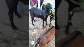 Eid Qurbani Kala Bakra Eid Eid Ul Adha 2023