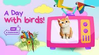 cat TV | cats to watch TV | birds enjoying | sarim pet pals!