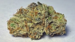 "Cookies & Cream" - (Strain Review)