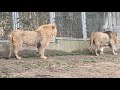 過完冬天的年輕雄獅們Young lions after winter