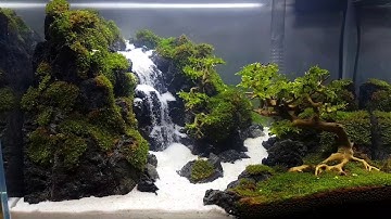 Hồ thác cát & bonsai. Siêu trong 40x24x27 vừa setup. Mini tank with bonsai and underwater waterfall.