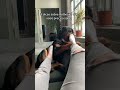 3 Curiosidades Incríveis Sobre Rottweiler Que Você Precisa Saber #shorts