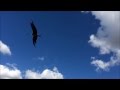 Bird of prey catches food (slow motion)