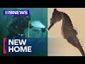 Endangered seahorses released into Sydney Harbour | 9 News Australia