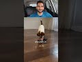 dogesh bhai 😂 | reaction | #funny #react #comedy #laugh #funnydog #viral