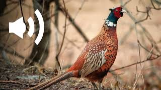 pheasant noise in the countryside screenshot 5