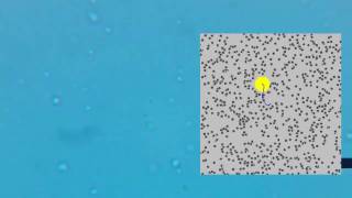 How do we know atoms are real? (Brownian Motion)