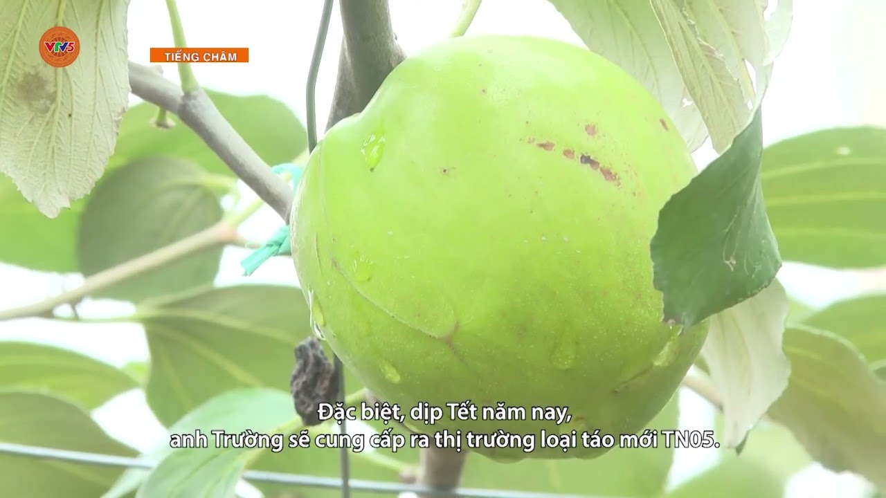 [TIẾNG CHĂM] NÔNG DÂN TRỒNG TÁO CHUẨN BỊ CHO VỤ TẾT | VTV5