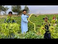 Snake Cucumber Tarah | Kabul Afghanistan | تره یا چمبړخیال | مار بادرنګ