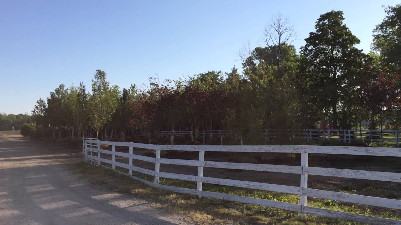 Fort Wayne Trees Trees for Sales in Fort Wayne, IN Fastest Growing