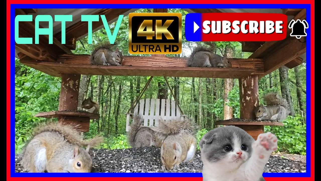 Cat Tv Live streaming of Chipmunks Squirrels and Birds - YouTube