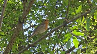 2026-04-07 LJUBLJANA Krajinski park Tivoli PASSERIFORMES Erithacus rubecula TAŠČICA