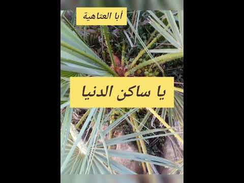 يا ساكن الدنيا أبا العتاهية