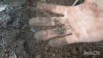 Nhận diện tuyến trùng và cách xử lý vàng lá thối rễ trên cây cà phê