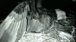 Decorah Eagles - Mom Spooked by something Part 2