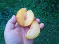 Плуот Флавор Квин(pluot Flavor Queen). Дегустация